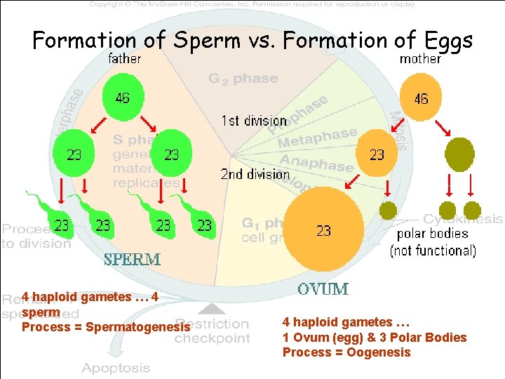Formation of Sperm vs. Formation of Eggs 4 haploid gametes … 4 sperm Process