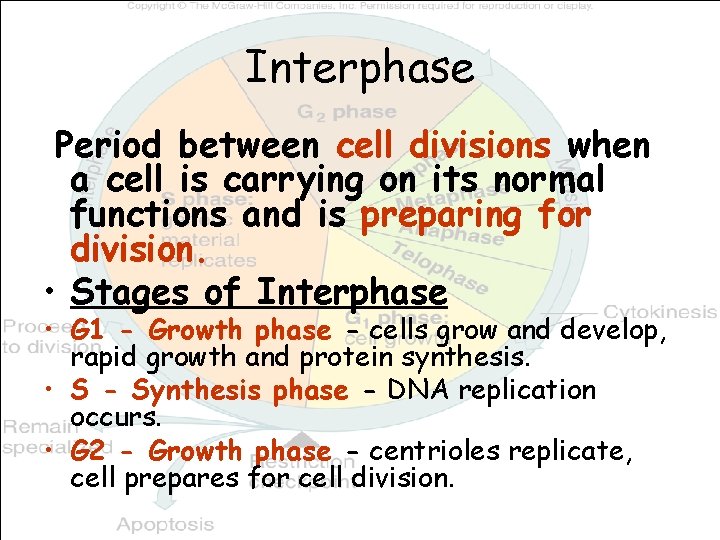 Interphase Period between cell divisions when a cell is carrying on its normal functions