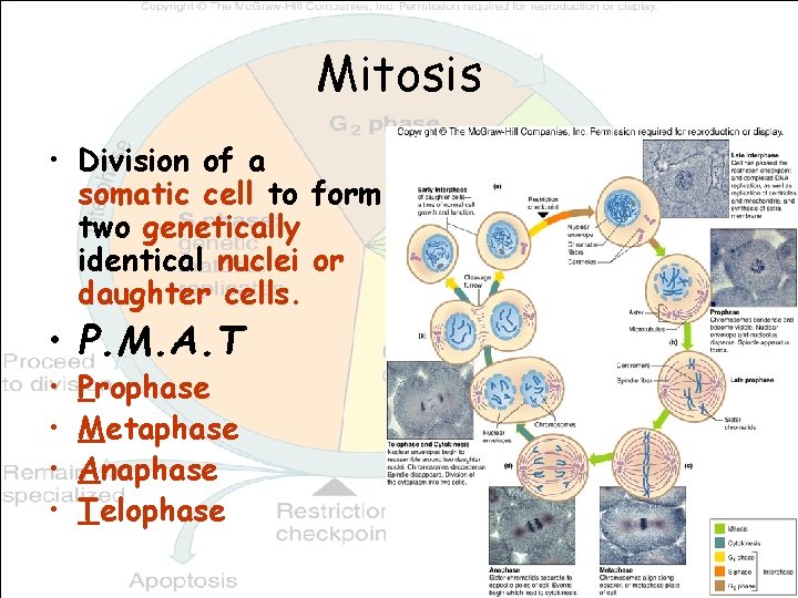 Mitosis • Division of a somatic cell to form two genetically identical nuclei or