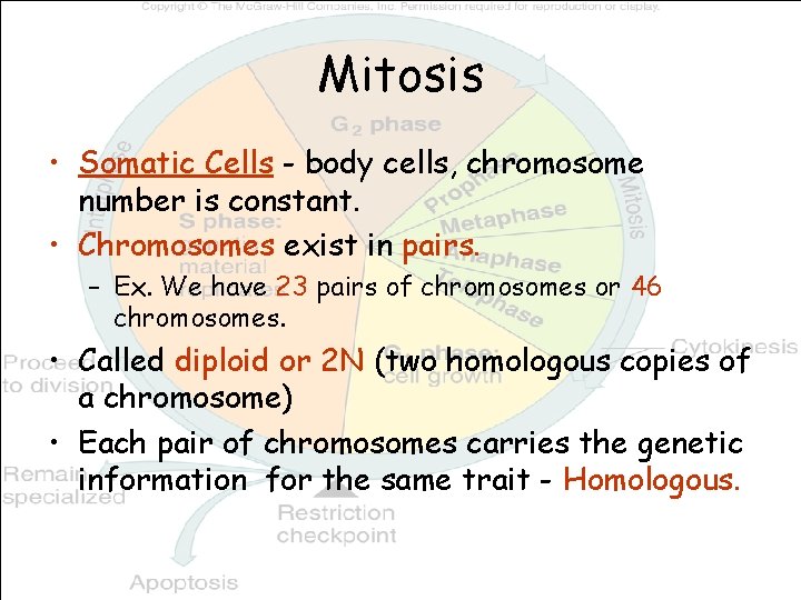 Mitosis • Somatic Cells - body cells, chromosome number is constant. • Chromosomes exist