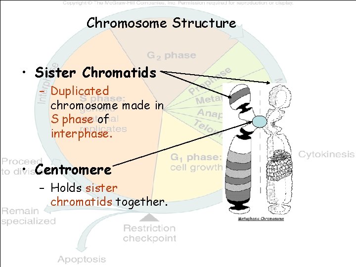 Chromosome Structure • Sister Chromatids – Duplicated chromosome made in S phase of interphase.