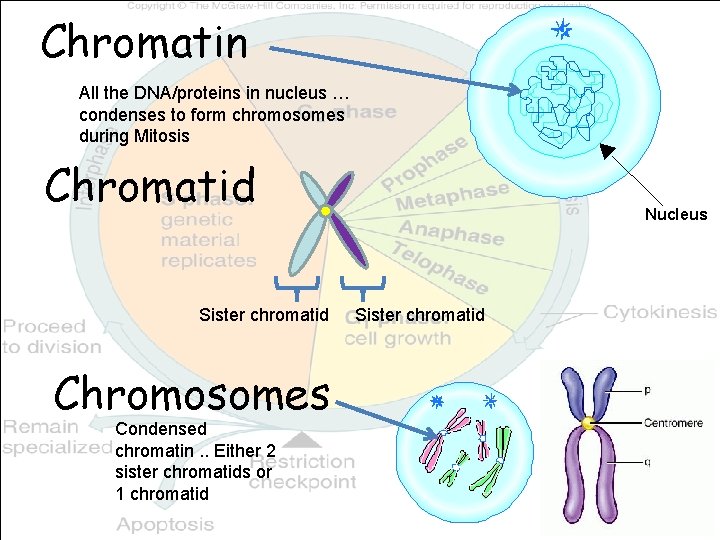 Chromatin All the DNA/proteins in nucleus … condenses to form chromosomes during Mitosis Chromatid