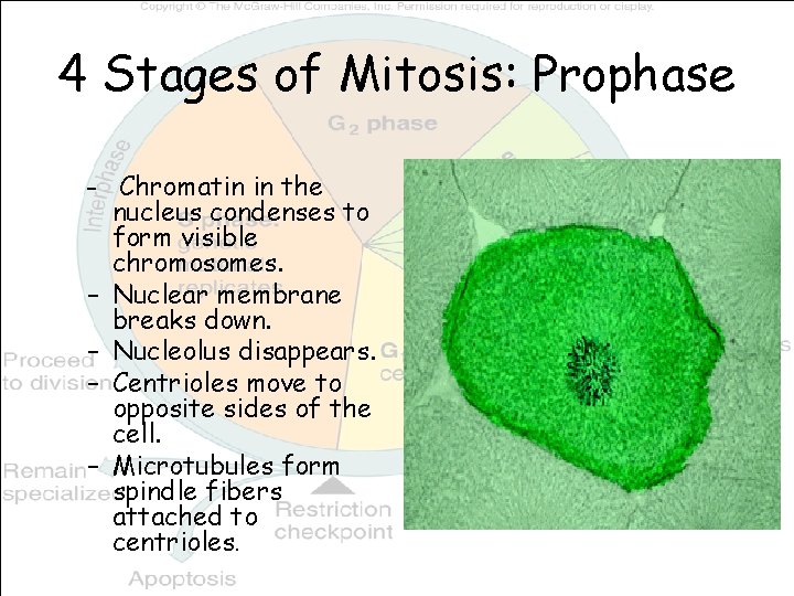 4 Stages of Mitosis: Prophase – Chromatin in the – – nucleus condenses to