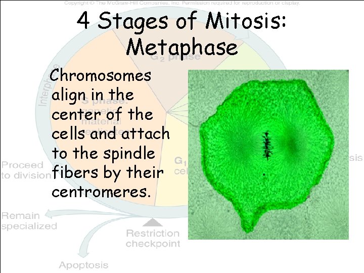 4 Stages of Mitosis: Metaphase Chromosomes align in the center of the cells and