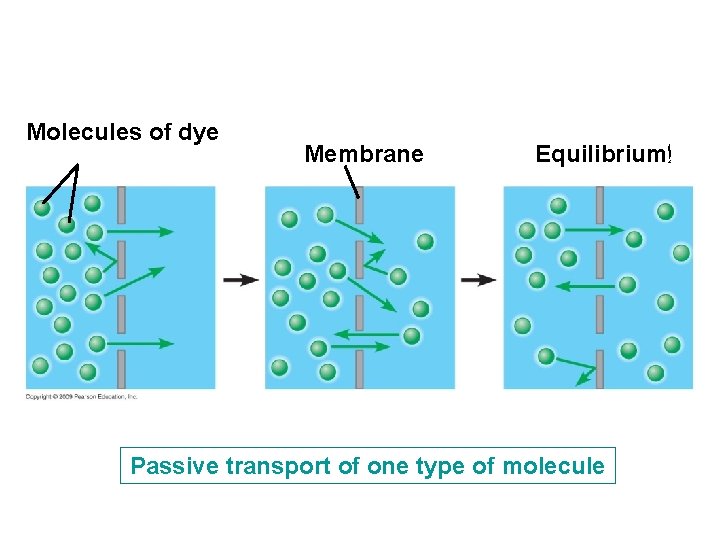 Molecules of dye Membrane Equilibrium ﺇ Passive transport of one type of molecule 