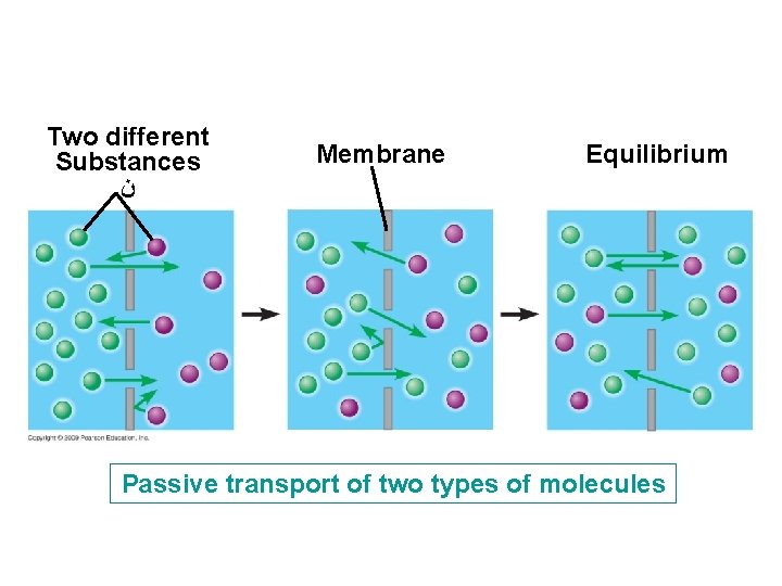 Two different Substances ﻥ Membrane Equilibrium Passive transport of two types of molecules 