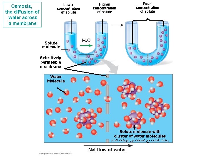 Osmosis, the diffusion of water across a membrane ﺍ Higher concentration of solute Lower