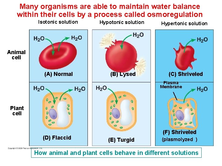 Many organisms are able to maintain water balance within their cells by a process