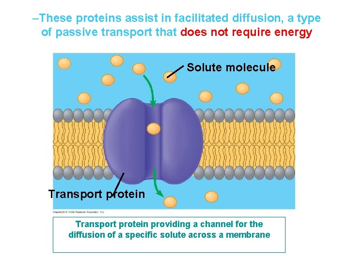 –These proteins assist in facilitated diffusion, a type of passive transport that does not