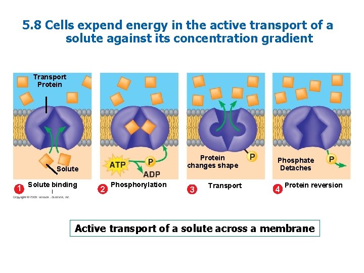 5. 8 Cells expend energy in the active transport of a solute against its