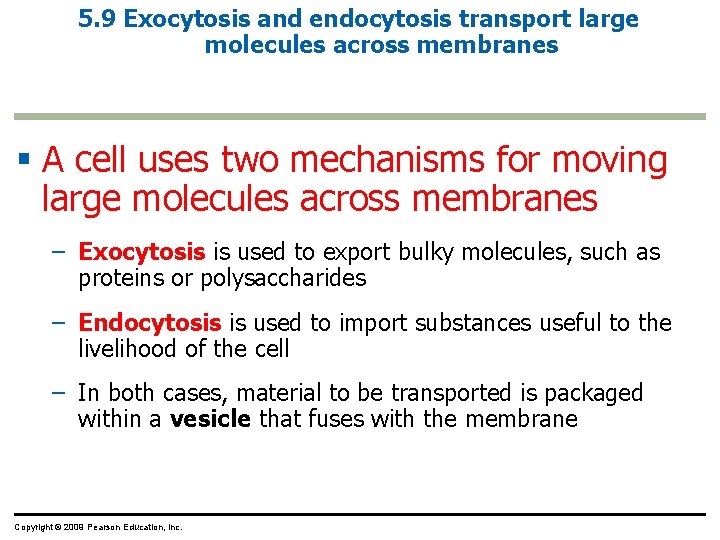 5. 9 Exocytosis and endocytosis transport large molecules across membranes § A cell uses