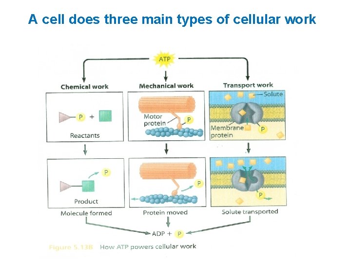 A cell does three main types of cellular work 