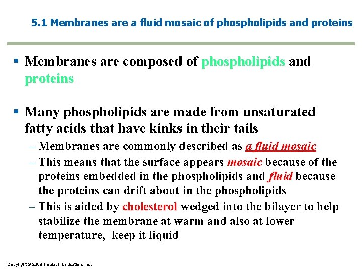 5. 1 Membranes are a fluid mosaic of phospholipids and proteins § Membranes are