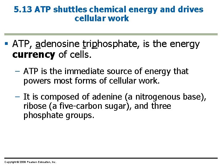 5. 13 ATP shuttles chemical energy and drives cellular work § ATP, adenosine triphosphate,