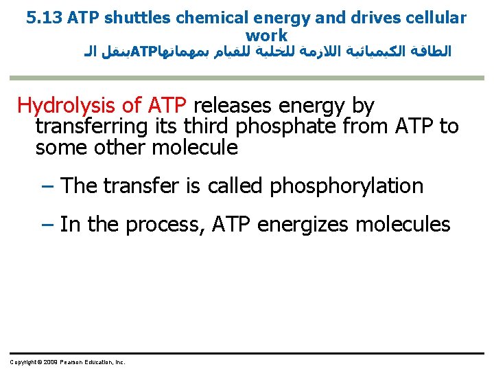 5. 13 ATP shuttles chemical energy and drives cellular work ﻳﻨﻘﻞ ﺍﻟـ ATP ﺍﻟﻄﺎﻗﺔ