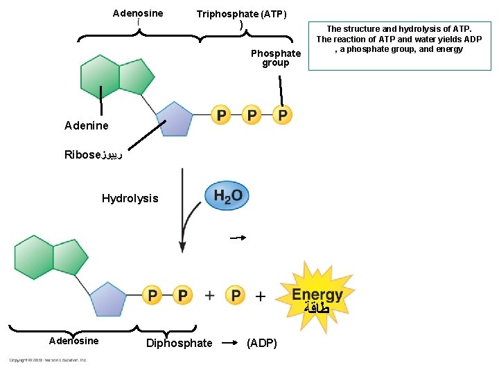 Adenosine ﺃ Triphosphate (ATP) ) Phosphate group The structure and hydrolysis of ATP. The