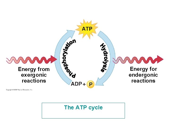 Energy for endergonic reactions Energy from exergonic reactions The ATP cycle 