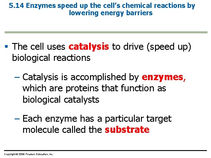 5. 14 Enzymes speed up the cell’s chemical reactions by lowering energy barriers §