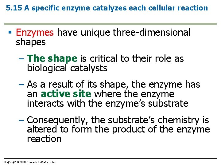 5. 15 A specific enzyme catalyzes each cellular reaction § Enzymes have unique three-dimensional