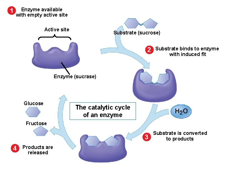 1 Enzyme available with empty active site Active site Substrate (sucrose) 2 Substrate binds