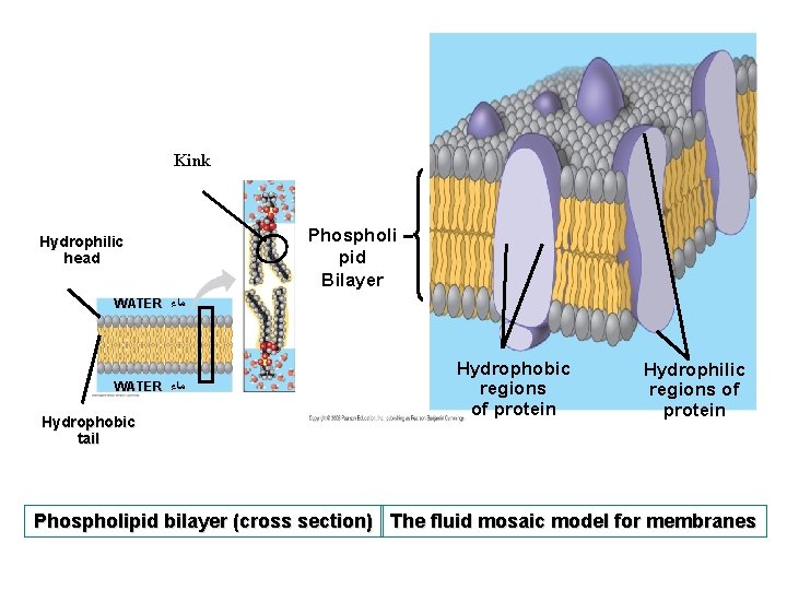 Kink Hydrophilic head Phospholi pid Bilayer WATER ﻣﺎﺀ Hydrophobic tail Hydrophobic regions of protein