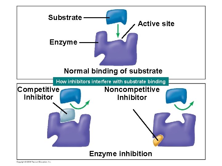 Substrate Active site Enzyme Normal binding of substrate How inhibitors interfere with substrate binding