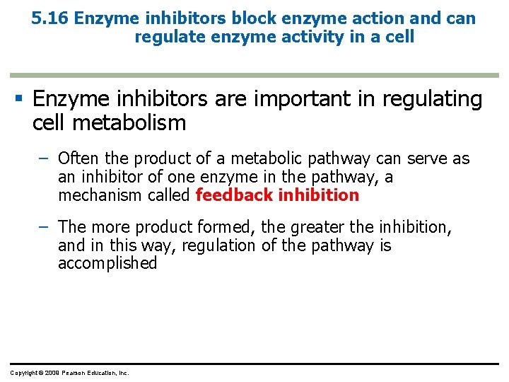 5. 16 Enzyme inhibitors block enzyme action and can regulate enzyme activity in a