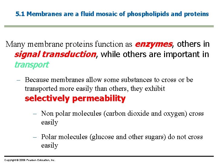 5. 1 Membranes are a fluid mosaic of phospholipids and proteins Many membrane proteins