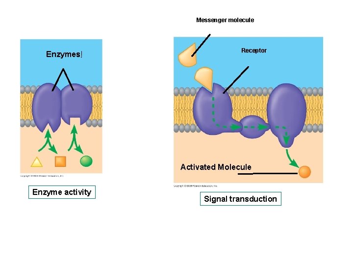 Messenger molecule Enzymes ﺇ Receptor Activated Molecule Enzyme activity Signal transduction 