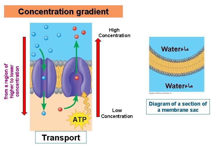 Concentration gradient High Concentration from a region of higher to lower concentration Water ﻣﺎﺀ