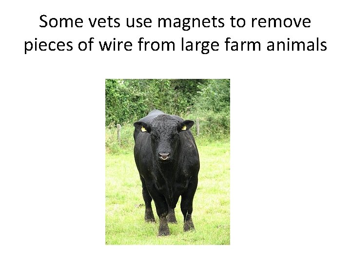 Some vets use magnets to remove pieces of wire from large farm animals 