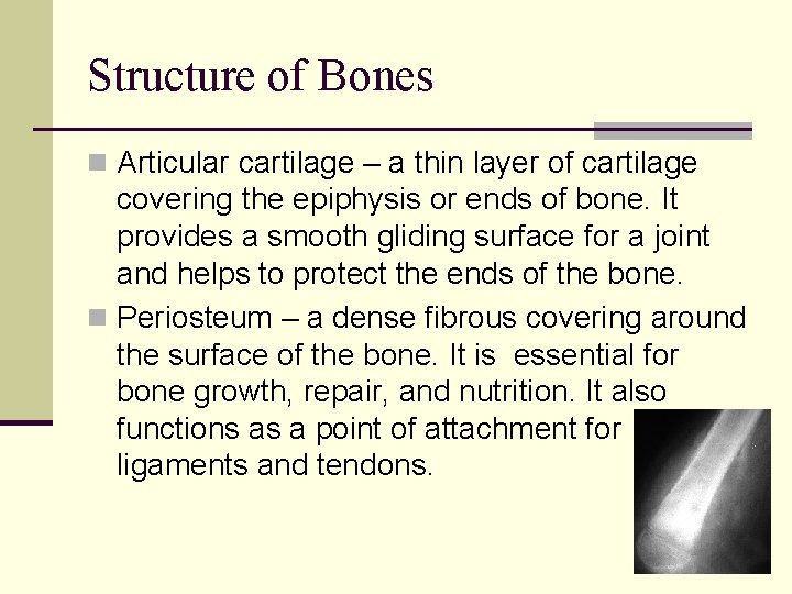 Structure of Bones n Articular cartilage – a thin layer of cartilage covering the