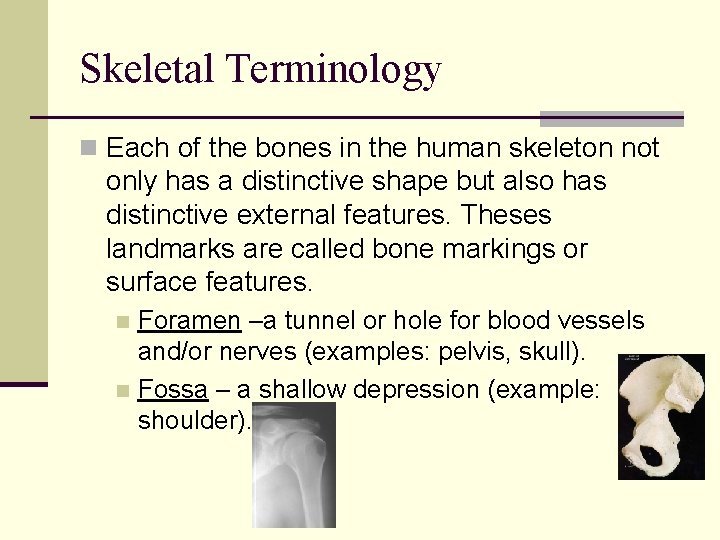 Skeletal Terminology n Each of the bones in the human skeleton not only has