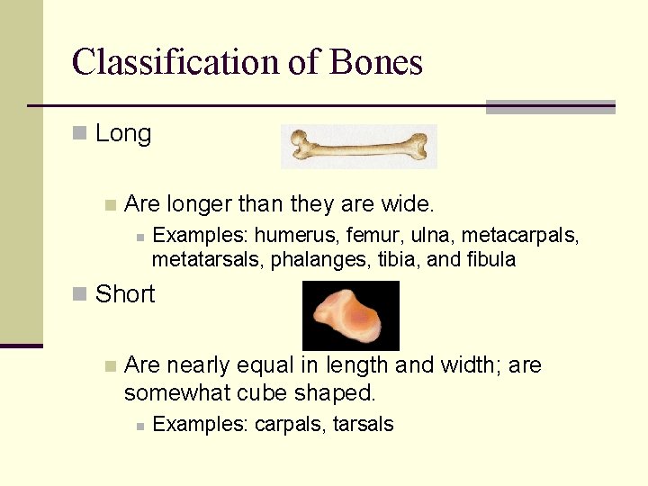 Classification of Bones n Long n Are longer than they are wide. n Examples: