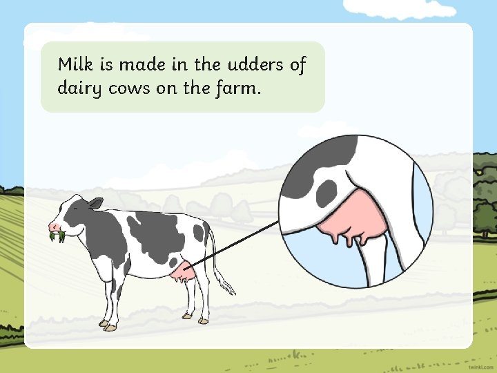 Milk is made in the udders of dairy cows on the farm. 
