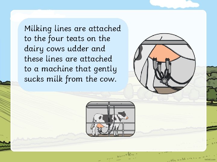 Milking lines are attached to the four teats on the dairy cows udder and
