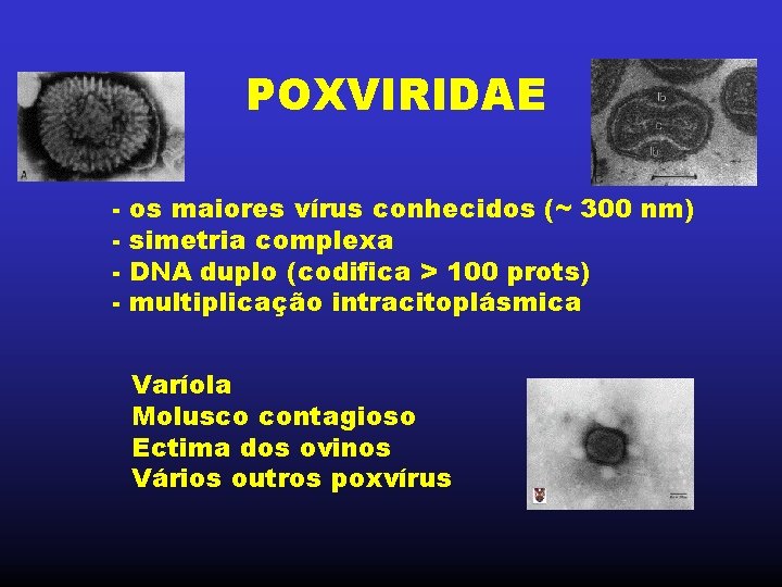 POXVIRIDAE - os maiores vírus conhecidos (~ 300 nm) simetria complexa DNA duplo (codifica