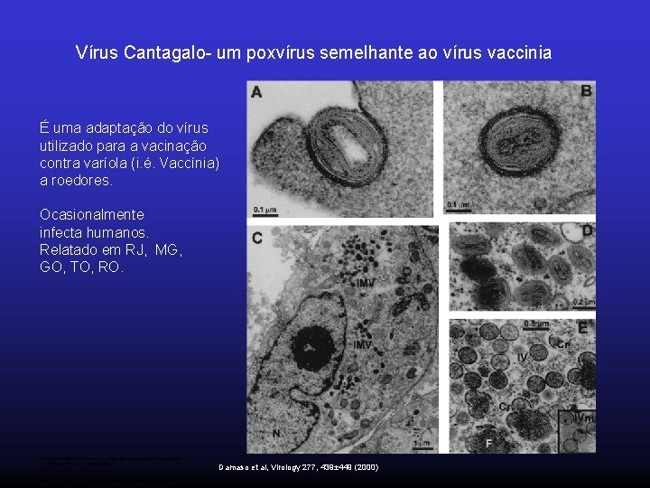 Vírus Cantagalo- um poxvírus semelhante ao vírus vaccinia É uma adaptação do vírus utilizado
