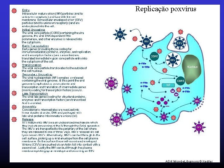 Replicação poxvírus 