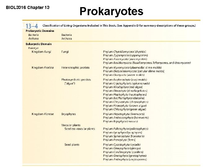 BIOL 3316 Chapter 13 Prokaryotes 