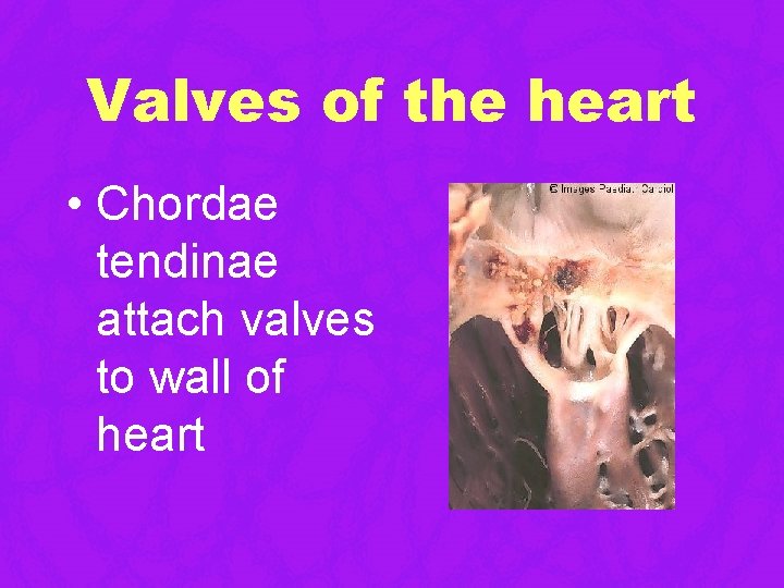 Valves of the heart • Chordae tendinae attach valves to wall of heart Valves of the heart • Chordae tendinae attach valves to wall of heart