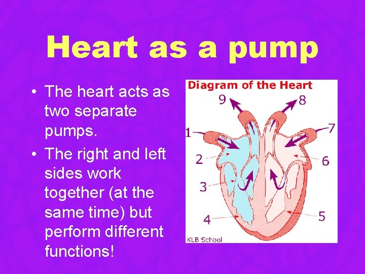 Heart as a pump • The heart acts as two separate pumps. • The Heart as a pump • The heart acts as two separate pumps. • The