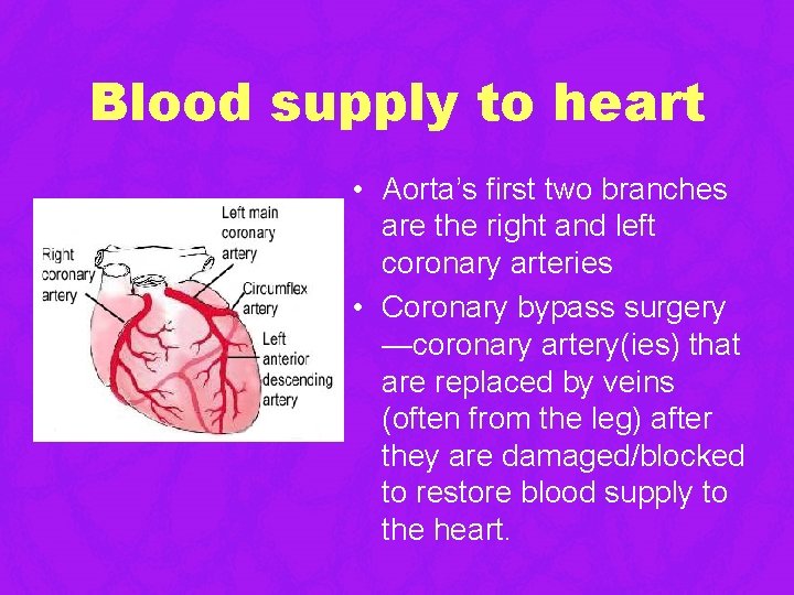 Blood supply to heart • Aorta’s first two branches are the right and left Blood supply to heart • Aorta’s first two branches are the right and left