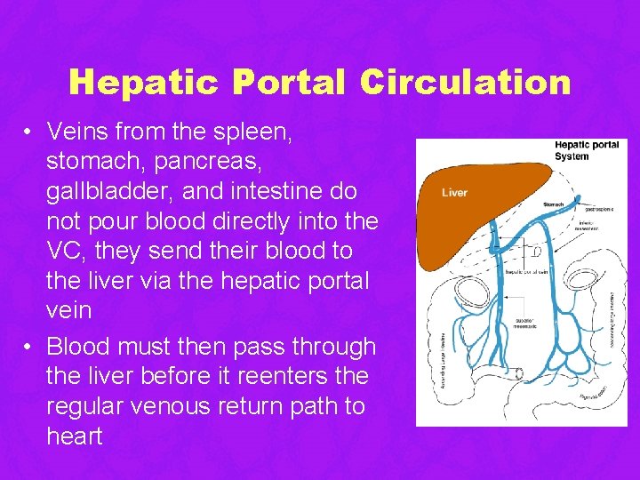 Hepatic Portal Circulation • Veins from the spleen, stomach, pancreas, gallbladder, and intestine do Hepatic Portal Circulation • Veins from the spleen, stomach, pancreas, gallbladder, and intestine do