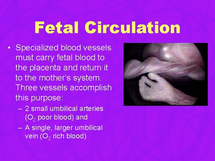 Fetal Circulation • Specialized blood vessels must carry fetal blood to the placenta and Fetal Circulation • Specialized blood vessels must carry fetal blood to the placenta and