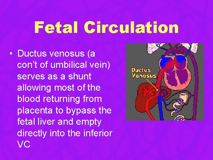 Fetal Circulation • Ductus venosus (a con’t of umbilical vein) serves as a shunt Fetal Circulation • Ductus venosus (a con’t of umbilical vein) serves as a shunt