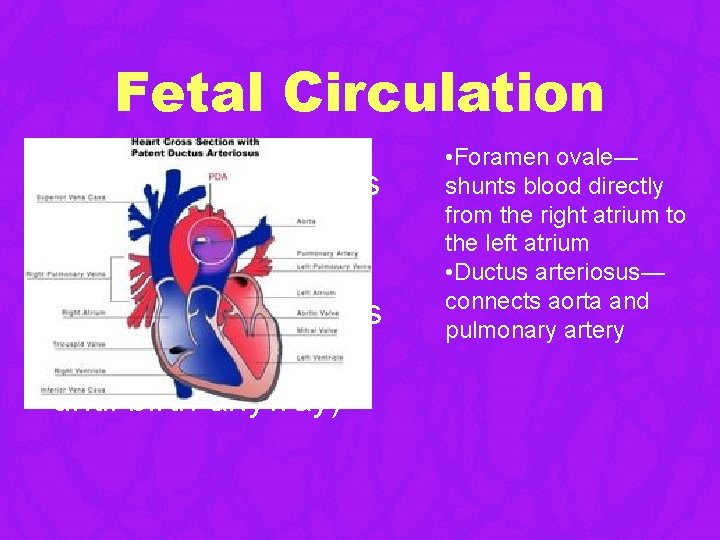 Fetal Circulation • Two other structures allow most of the blood to bypass developing Fetal Circulation • Two other structures allow most of the blood to bypass developing