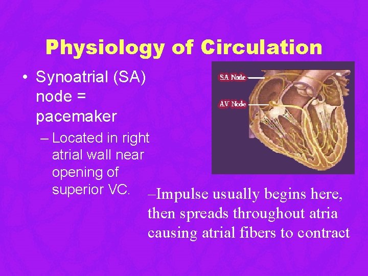 Physiology of Circulation • Synoatrial (SA) node = pacemaker – Located in right atrial Physiology of Circulation • Synoatrial (SA) node = pacemaker – Located in right atrial