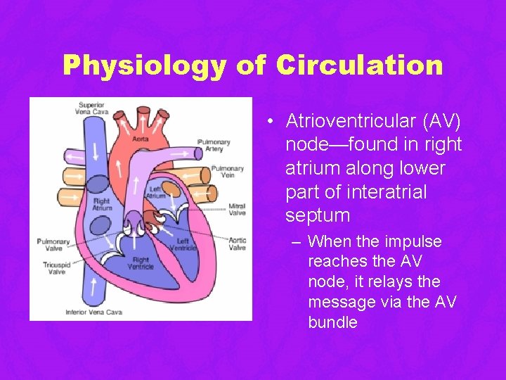 Physiology of Circulation • Atrioventricular (AV) node—found in right atrium along lower part of Physiology of Circulation • Atrioventricular (AV) node—found in right atrium along lower part of