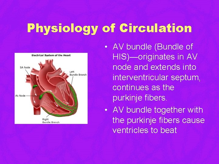 Physiology of Circulation • AV bundle (Bundle of HIS)—originates in AV node and extends Physiology of Circulation • AV bundle (Bundle of HIS)—originates in AV node and extends